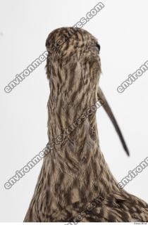 animal skin feather 0018